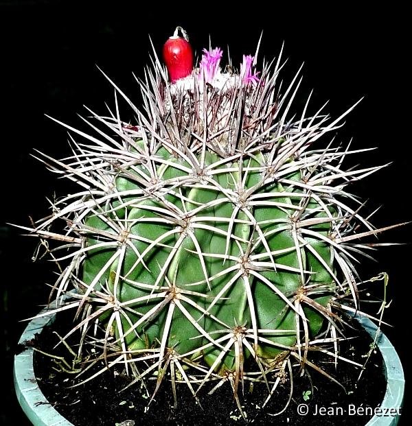 Melocactus curvispinus (el saco) Isla Margarita VZ ®JB coll